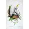 Sulphur-Crested Cockatoos (Cacatua galerita) – Antique Hand-Colored Engraving by Pauquet, Exotic Birds