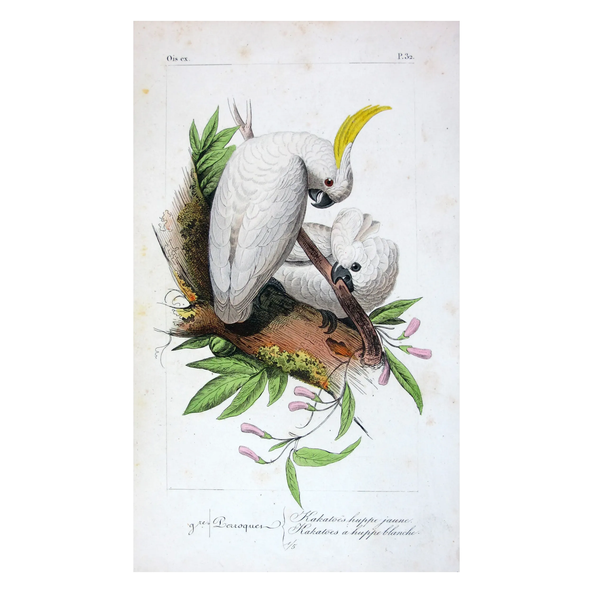 sulphur-crested-cockatoos-cacatua-galerita-antique-engraving-pauquet