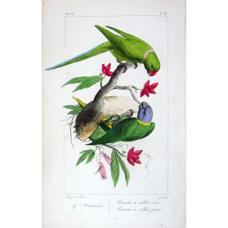 Parakeets – Pauquet Antique Bird Engraving