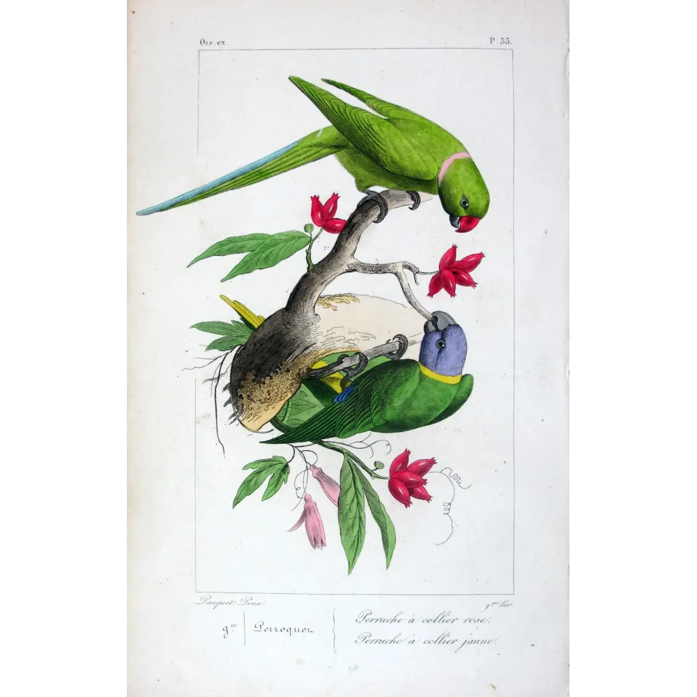 Parakeets – Pauquet Antique Bird Engraving