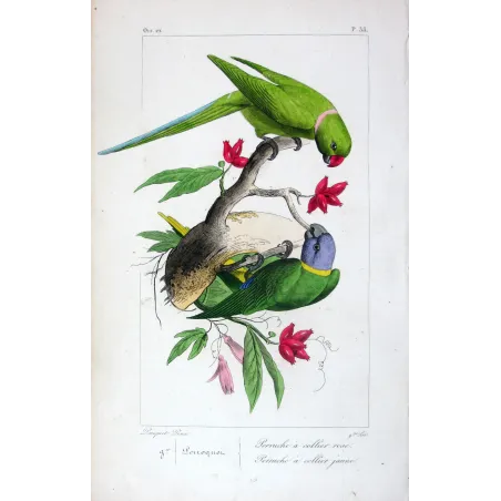Parakeets – Pauquet Antique Bird Engraving