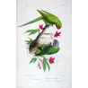 Rose-Ringed Parakeet & Plum-Headed Parakeet (Psittacula krameri, Psittacula cyanocephala) – Antique Engraving by Pauquet