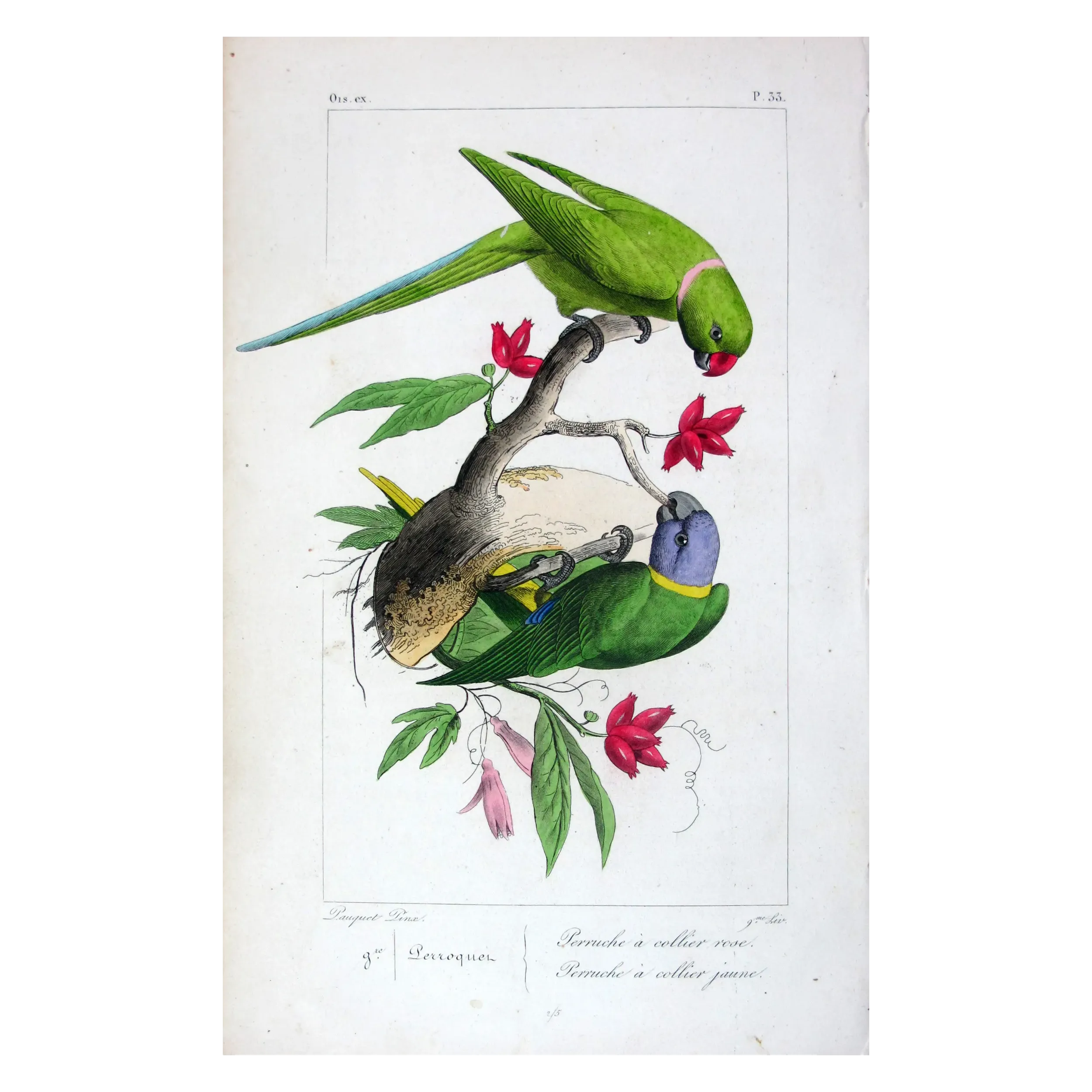 Parakeets – Pauquet Antique Bird Engraving