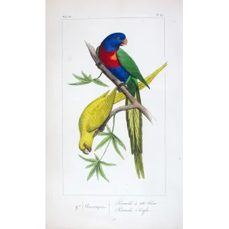 rainbow-parakeets-antique-engraving-pauquet