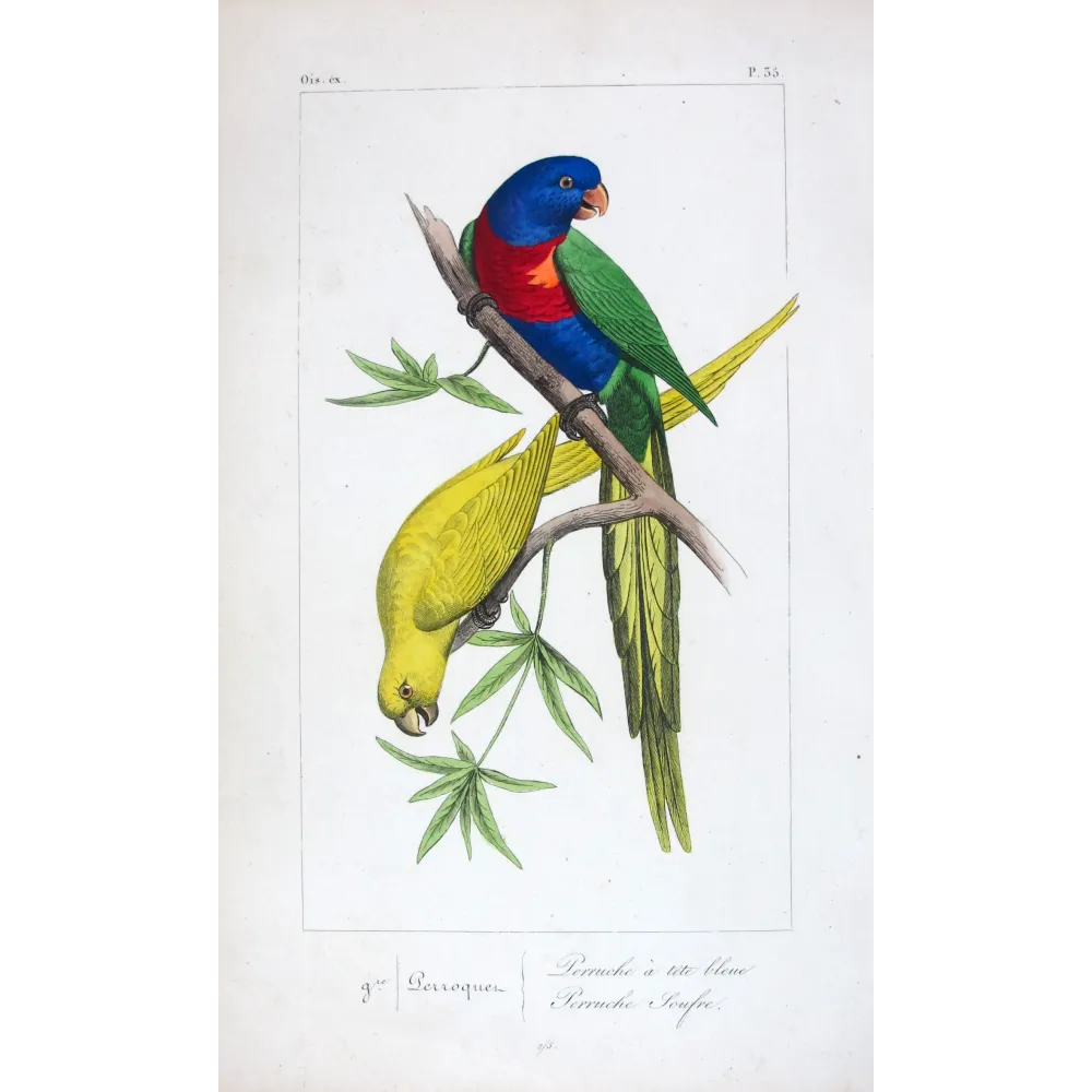 rainbow-parakeets-antique-engraving-pauquet