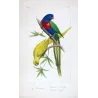 Rose-Ringed & Plum-Headed Parakeets (Psittacula krameri, Psittacula cyanocephala) – Antique Engraving by Pauquet