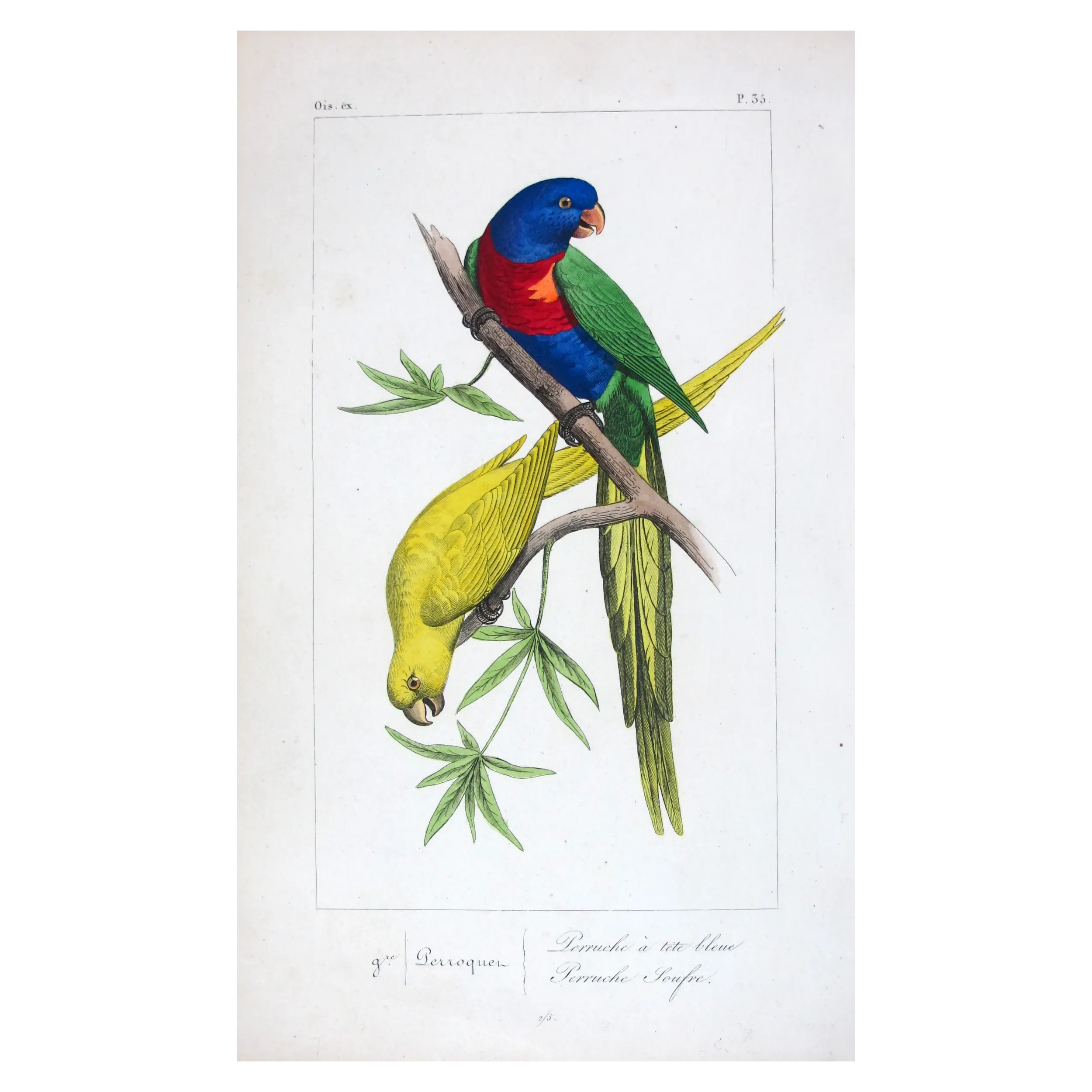 rainbow-parakeets-antique-engraving-pauquet