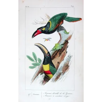 Red-Banded Aracaris – Lemaire Antique Hand-Colored Engraving