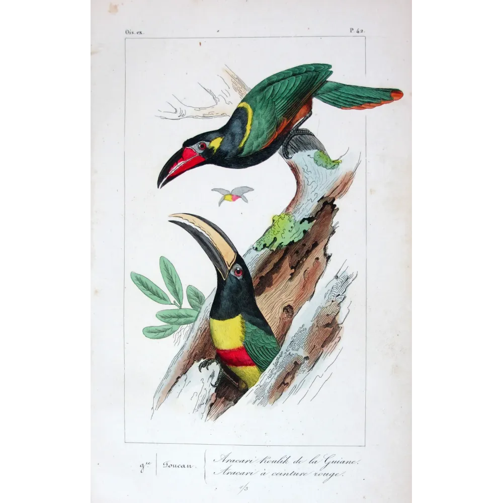 Red-Banded Aracaris – Lemaire Antique Hand-Colored Engraving