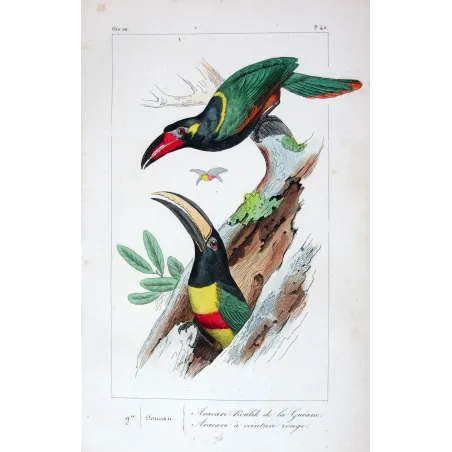 Red-Banded Aracaris – Lemaire Antique Hand-Colored Engraving