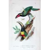 Red-Banded Aracaris Birds (Pteroglossus sp.) – Antique Hand-Colored Engraving by Pauquet