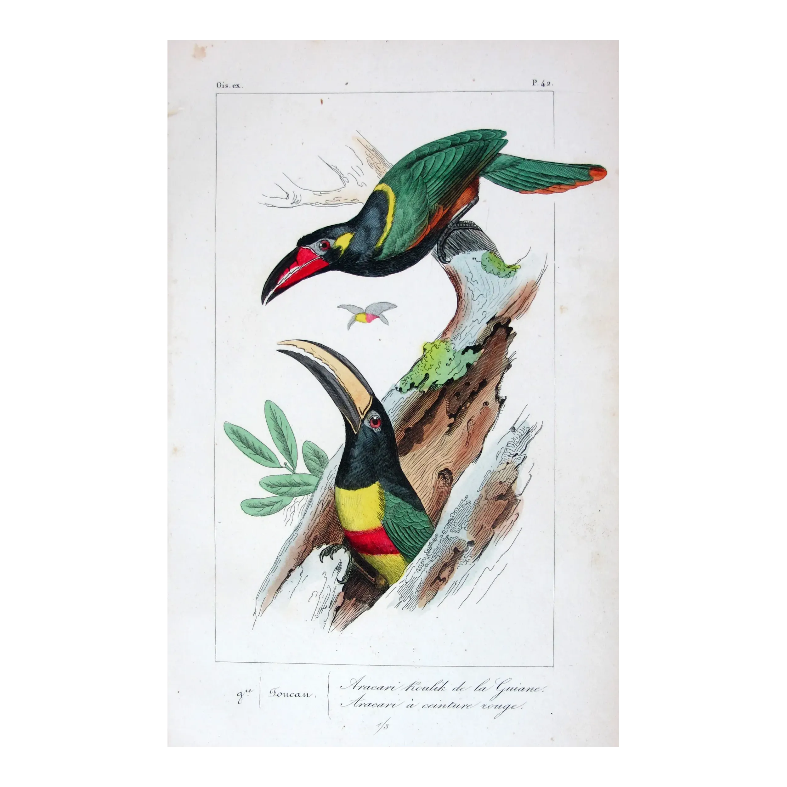 Red-Banded Aracaris – Lemaire Antique Hand-Colored Engraving