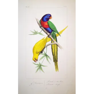 blue-headed-yellow-parakeets-lemaire-antique-print