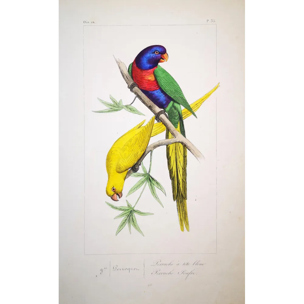 blue-headed-yellow-parakeets-lemaire-antique-print