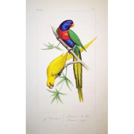 blue-headed-yellow-parakeets-lemaire-antique-print