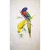 Blue-Headed & Yellow Parakeets (Lorius sp.) – Antique Hand-Colored Engraving by Pauquet