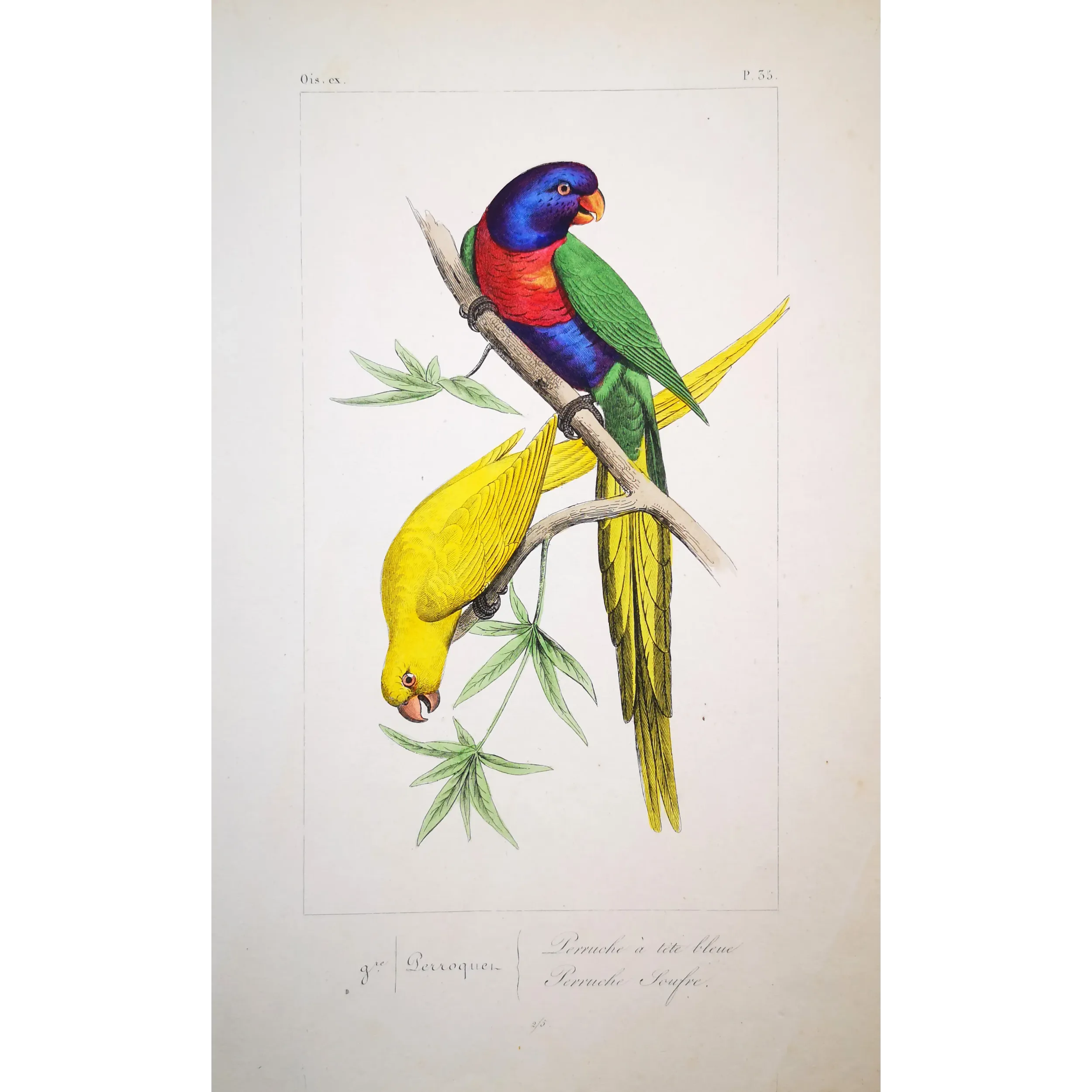 blue-headed-yellow-parakeets-lemaire-antique-print