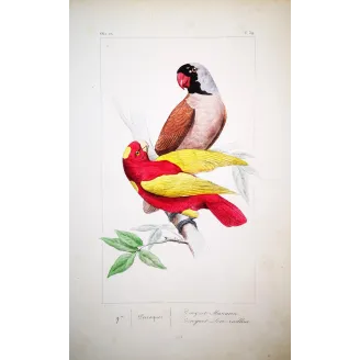 Mascarene Parakeet – Lemaire Antique Hand-Colored Engraving