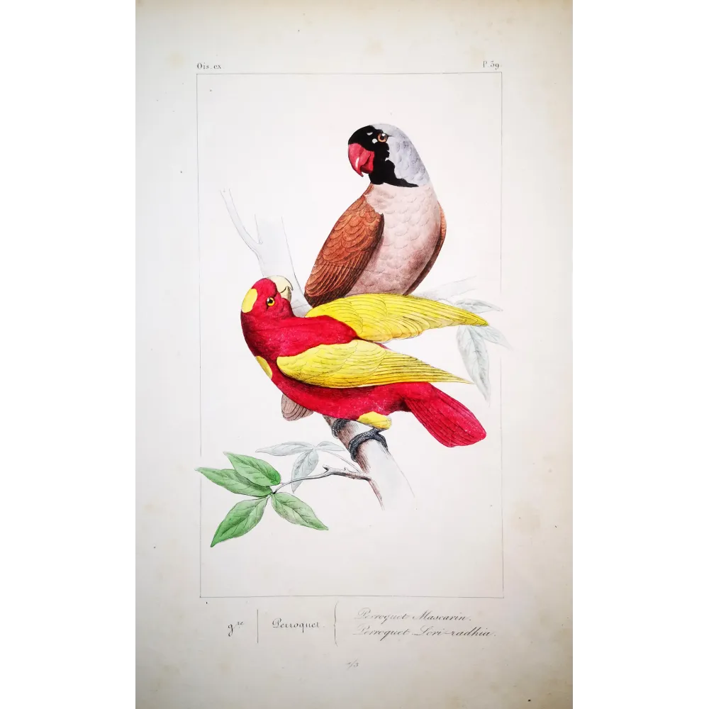 Mascarene Parakeet – Lemaire Antique Hand-Colored Engraving