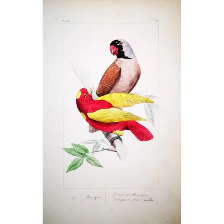 Mascarene Parakeet – Lemaire Antique Hand-Colored Engraving