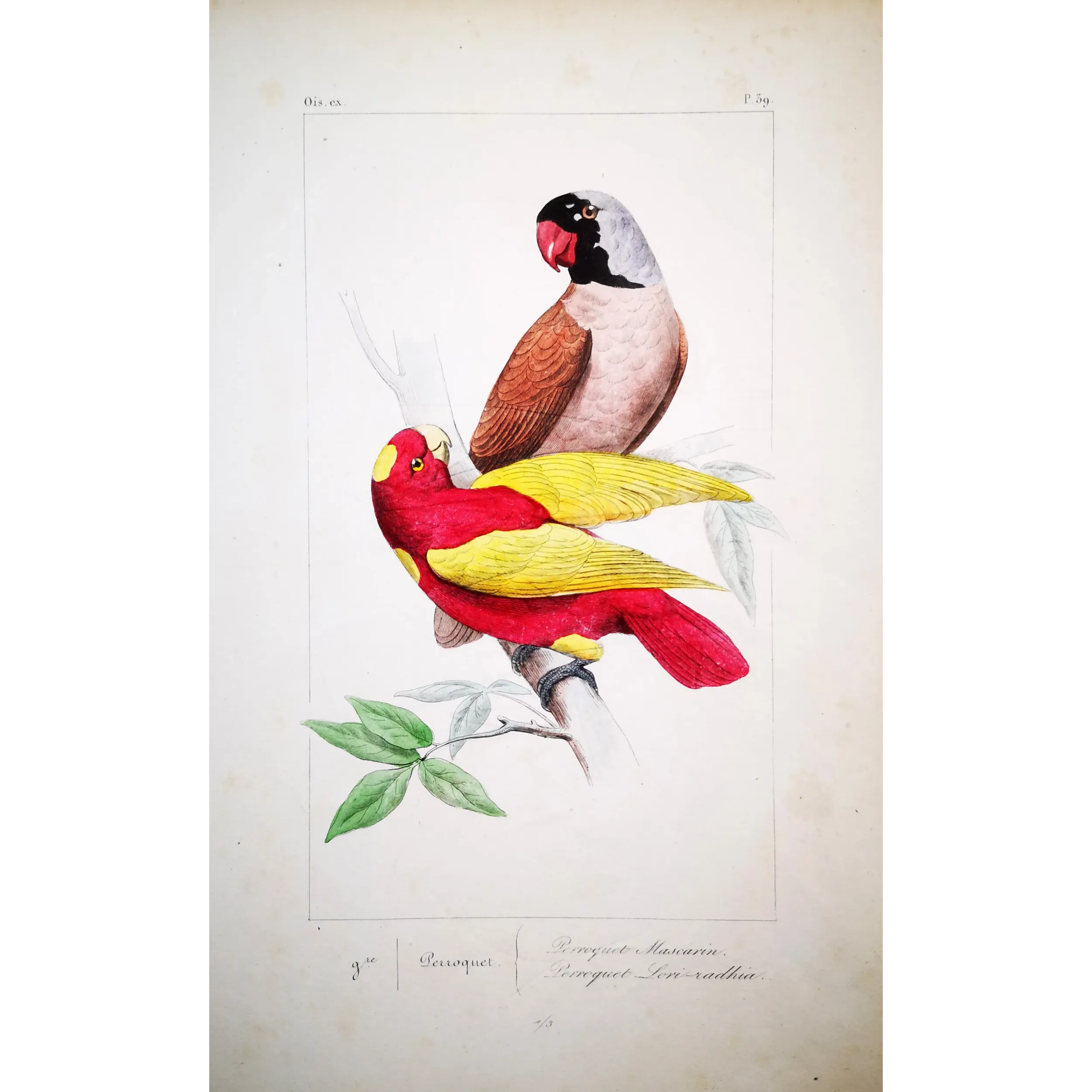 Mascarene Parakeet – Lemaire Antique Hand-Colored Engraving