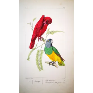 red-lory-grey-headed-parakeet-lemaire-antique-print