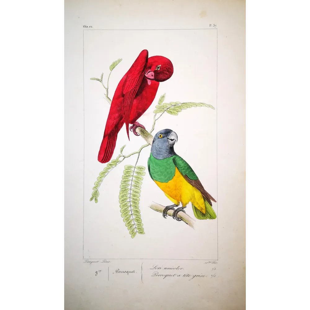 red-lory-grey-headed-parakeet-lemaire-antique-print