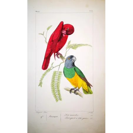 red-lory-grey-headed-parakeet-lemaire-antique-print