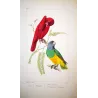 Red Lory & Grey-Headed Parakeet (Lorius unicolor) – Antique Hand-Colored Engraving by Pauquet