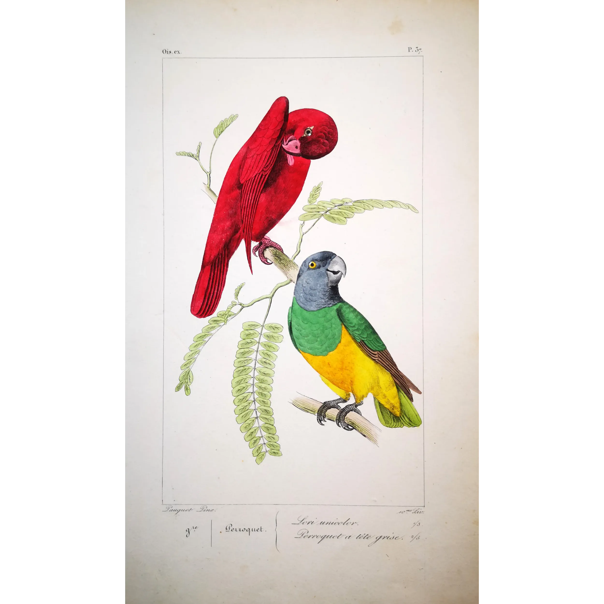 red-lory-grey-headed-parakeet-lemaire-antique-print