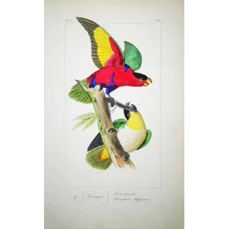 Tricolour Lory – Lemaire Antique Hand-Colored Engraving