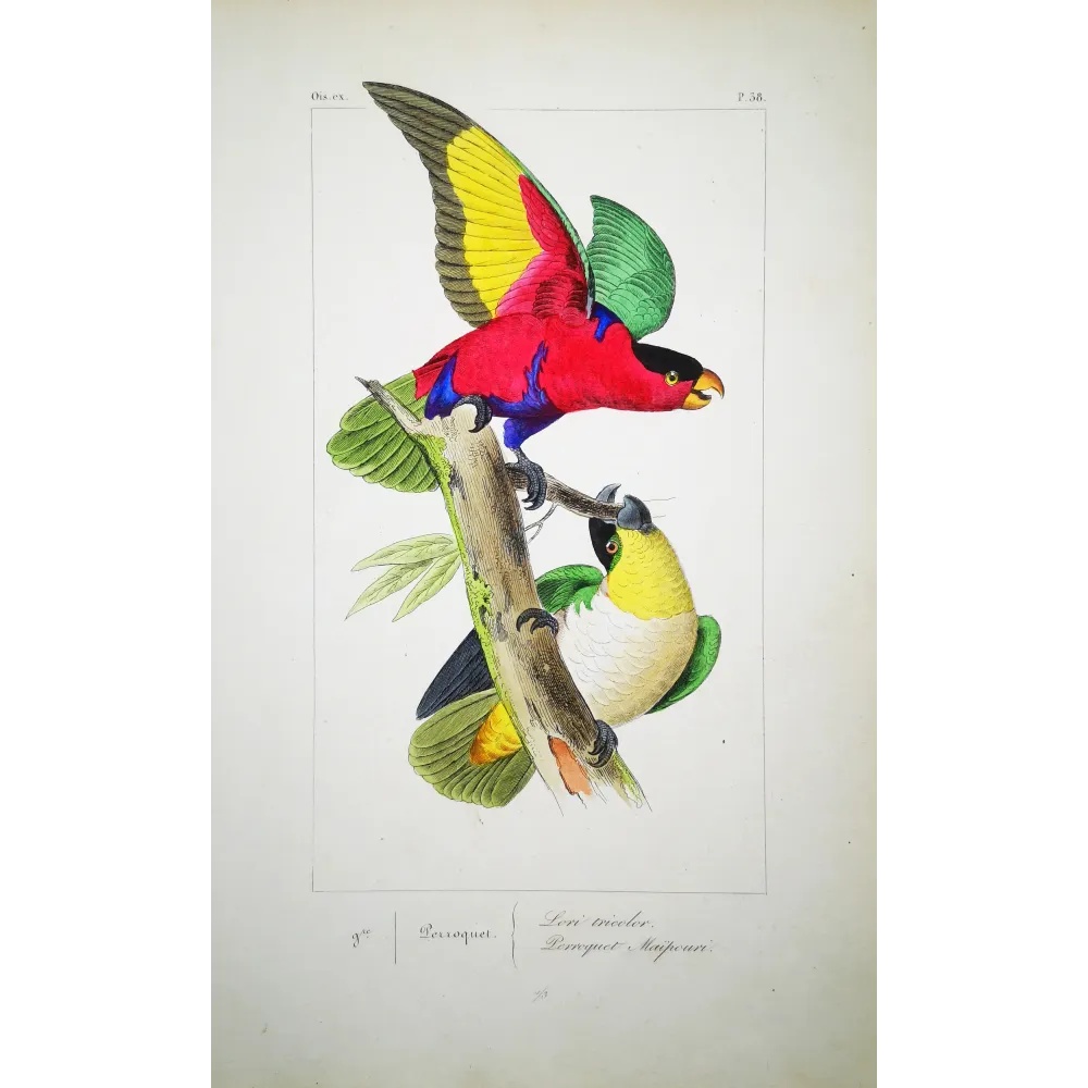 Tricolour Lory – Lemaire Antique Hand-Colored Engraving