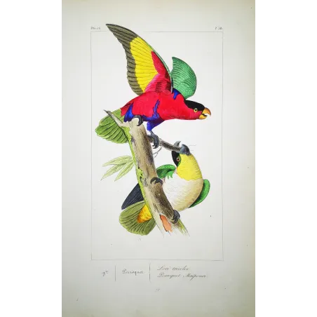 Tricolour Lory – Lemaire Antique Hand-Colored Engraving