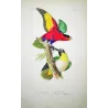 Tricolour Lory & Maipouri Parakeet (Lorius tricolor) – Antique Hand-Colored Engraving by Pauquet