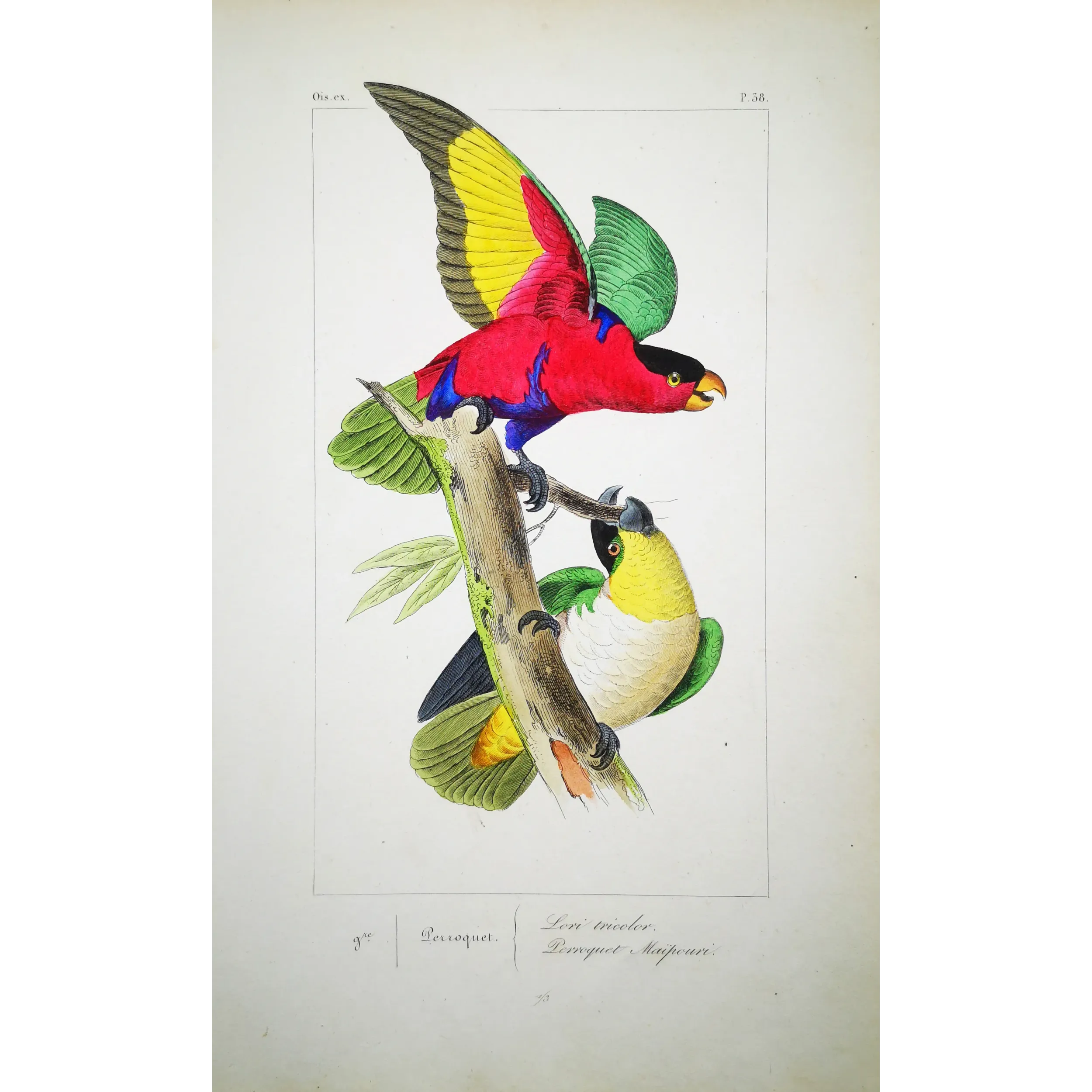 Tricolour Lory – Lemaire Antique Hand-Colored Engraving