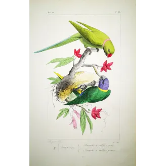 Rose-Ringed Parakeets – Lemaire Antique Engraving