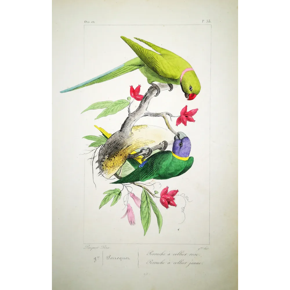 Rose-Ringed Parakeets – Lemaire Antique Engraving