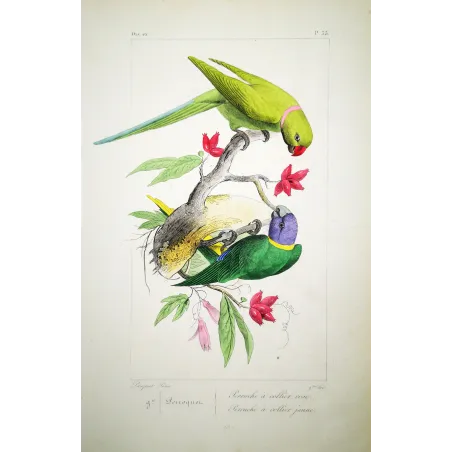 Rose-Ringed Parakeets – Lemaire Antique Engraving