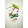Rose-Ringed & Yellow-Collared Parakeets (Psittacula sp.) – Antique Hand-Colored Engraving by Pauquet