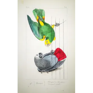 Yellow-Headed Parrot – Lemaire Antique Engraving