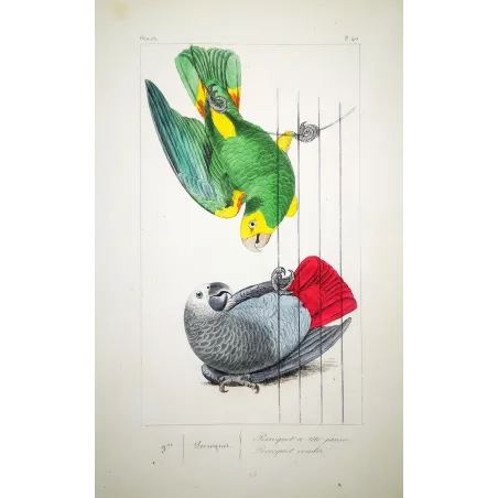Yellow-Headed Parrot – Lemaire Antique Engraving