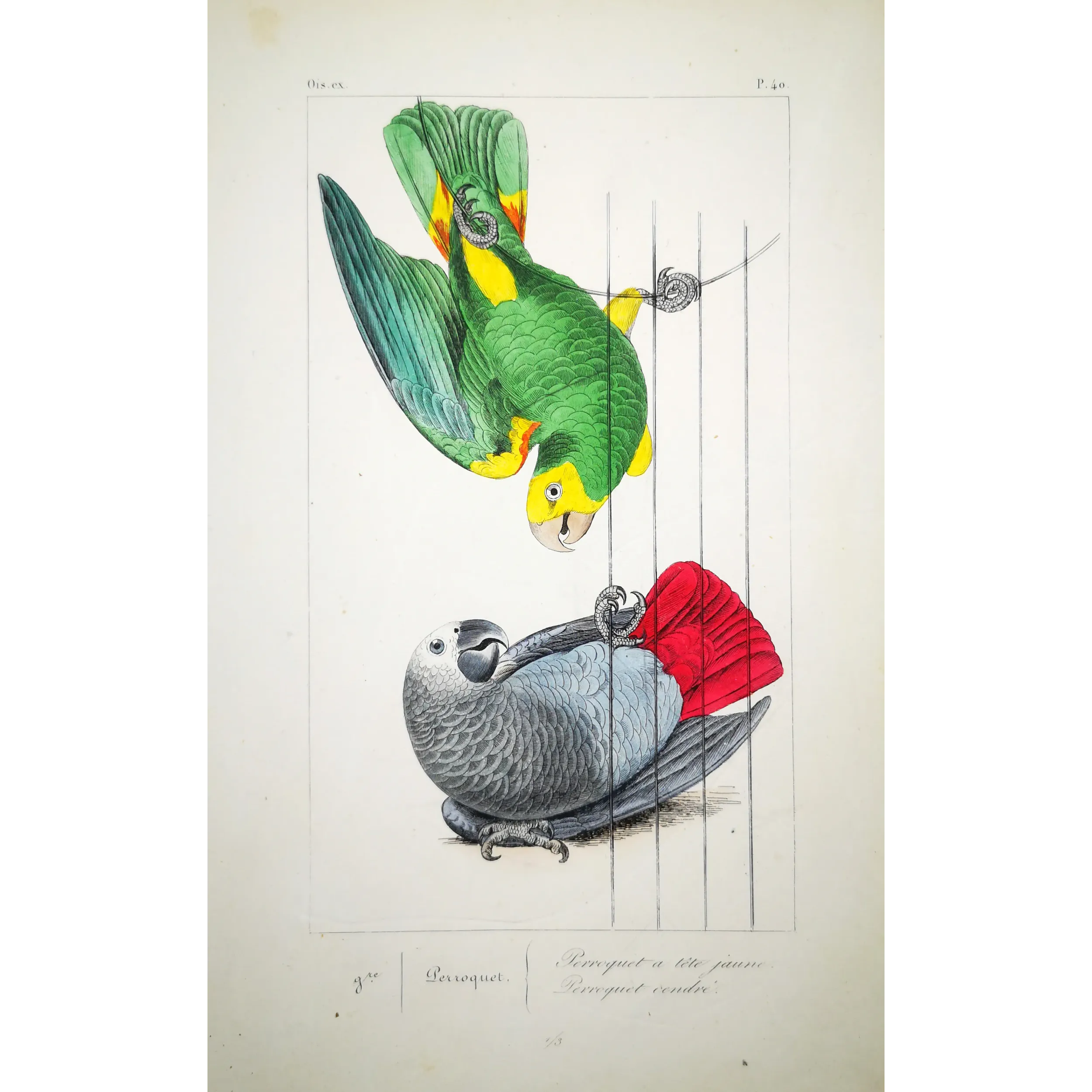 Yellow-Headed Parrot – Lemaire Antique Engraving