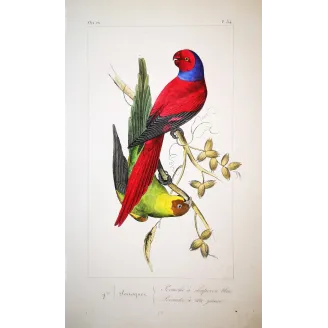 Blue-Capped Parakeets – Lemaire Antique Engraving