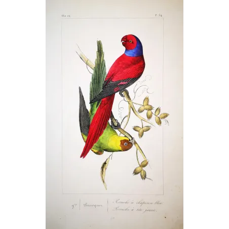 Blue-Capped Parakeets – Lemaire Antique Engraving