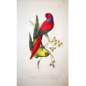 Blue-Capped & Yellow-Headed Parakeets (Psittacula sp.) – Antique Hand-Colored Engraving by Pauquet