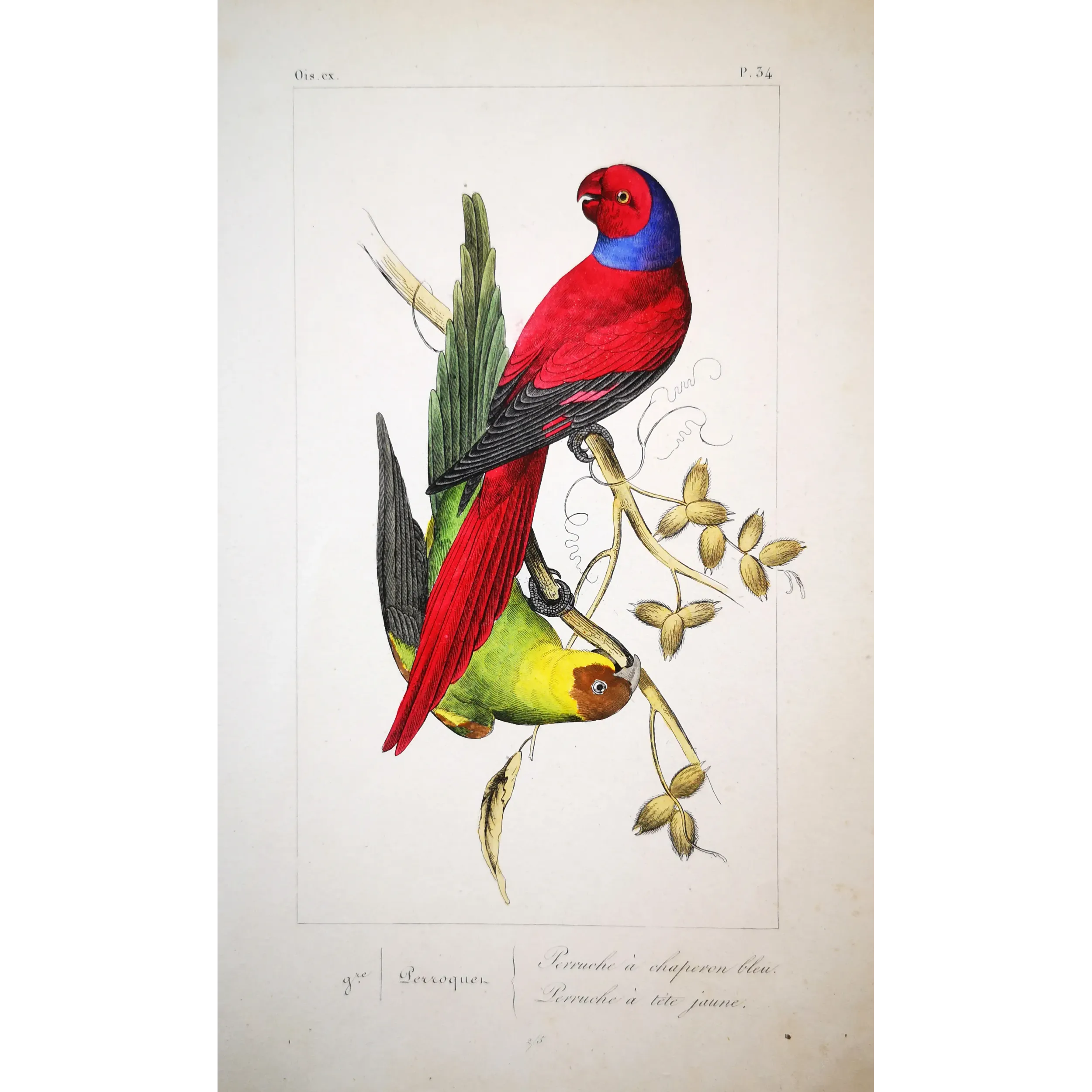 Blue-Capped Parakeets – Lemaire Antique Engraving