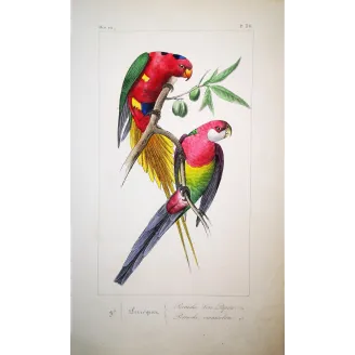 King Parrot – Antique Engraving by Lemaire
