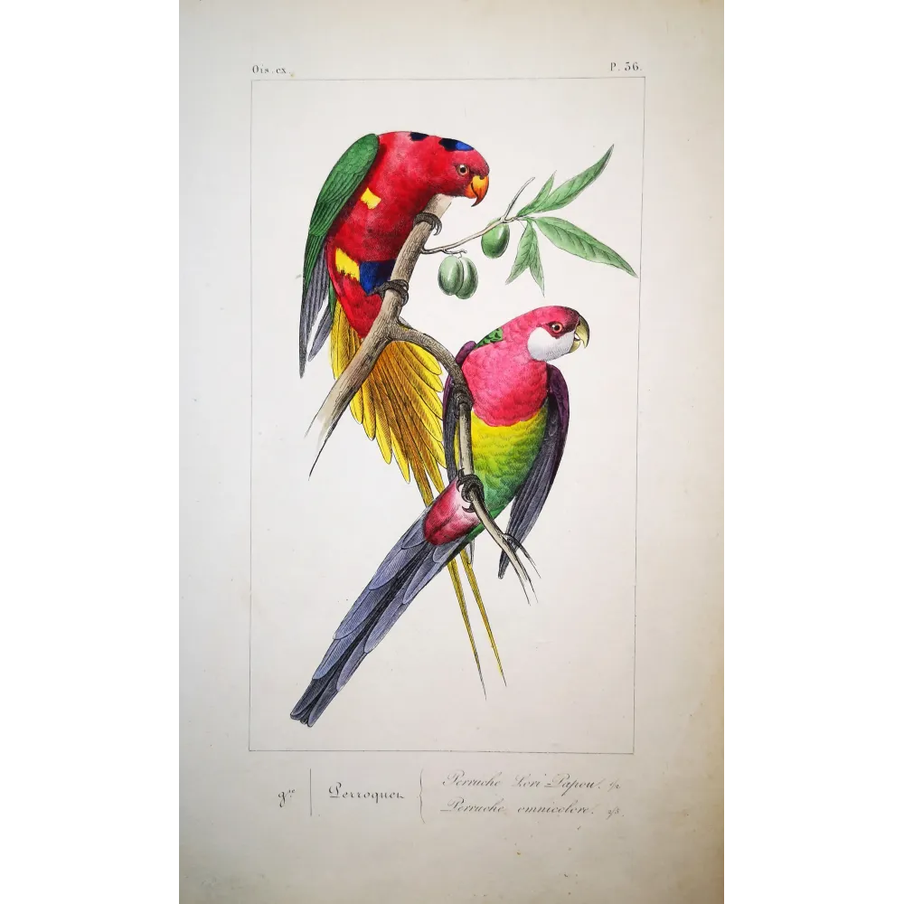 King Parrot – Antique Engraving by Lemaire