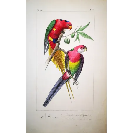 King Parrot – Antique Engraving by Lemaire