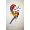 King Parrot & Multicolored Parakeet (Alisterus sp., Psittacula sp.) – Antique Hand-Colored Engraving